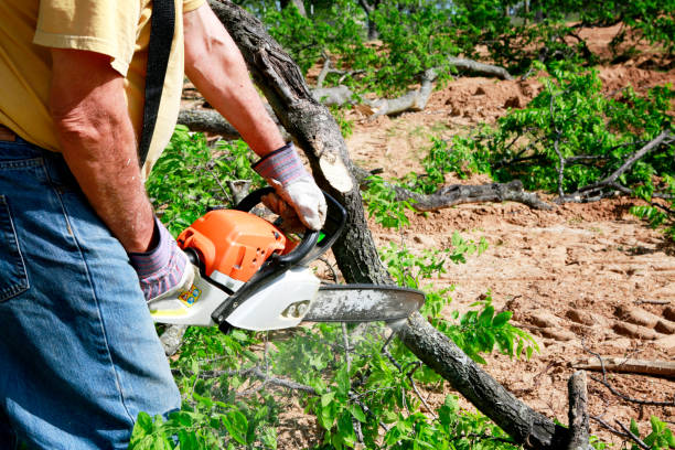 Dead Tree Removal